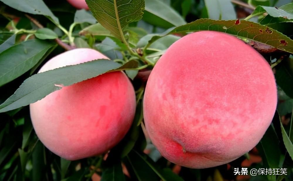 青岛如何淘有机富硒大米(富硒大米厂家)-硒宝网