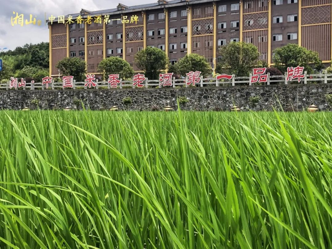 广西大化县瑶乡富硒大米(广西扶贫产品富硒大米)-硒宝网