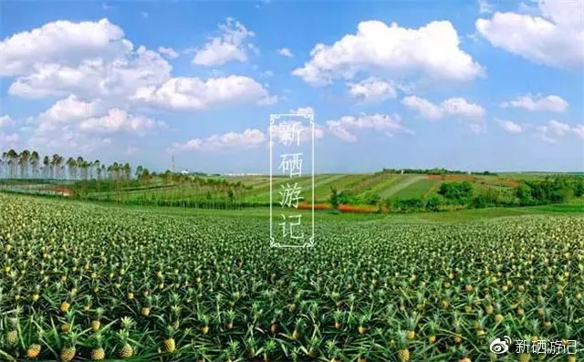 礼品富硒大米怎么吃好吃(富硒的大米)-硒宝网