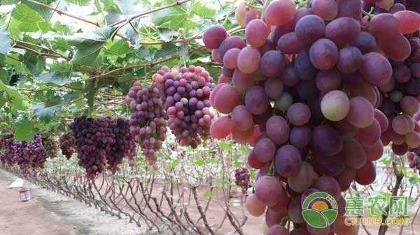 恩施富硒大米和精准扶贫(湖北恩施大米含硒高吗)-硒宝网