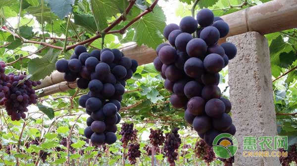 恩施富硒大米和精准扶贫(湖北恩施大米含硒高吗)-硒宝网