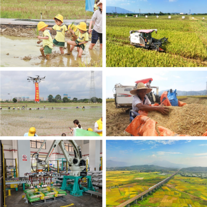 石湾富硒大米产地是哪里(富硒大米市场前景)-硒宝网