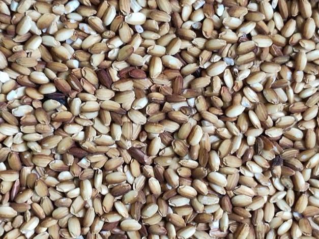 江苏如皋富硒大米好在哪(江苏富硒米多少钱一斤)-硒宝网