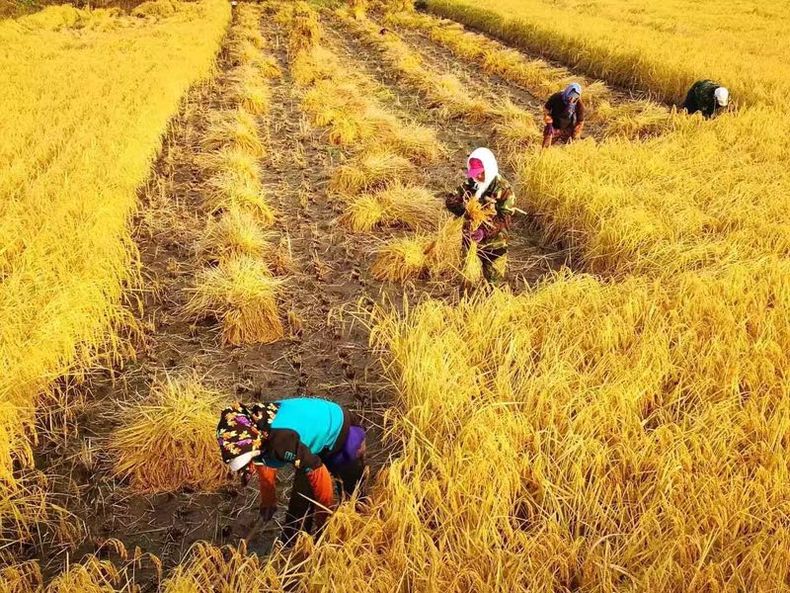 长寿乡富硒大米种植基地（富硒大米之乡）-硒宝网
