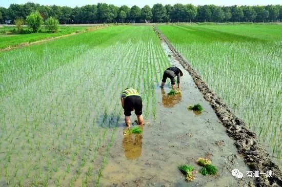 南京富硒大米产地的战略（南京大米加工企业）-硒宝网