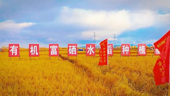 中国好粮油泗洪富硒大米（中国天然富硒大米产地）-硒宝网