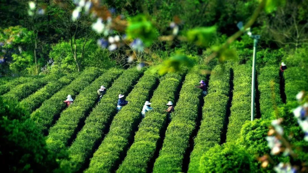 南京有机富硒大米品牌化(南京大米加工企业)-硒宝网