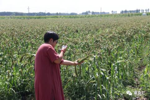 孕妇能吃有机富硒大米吗(硒米孕妇可以吃么)-硒宝网