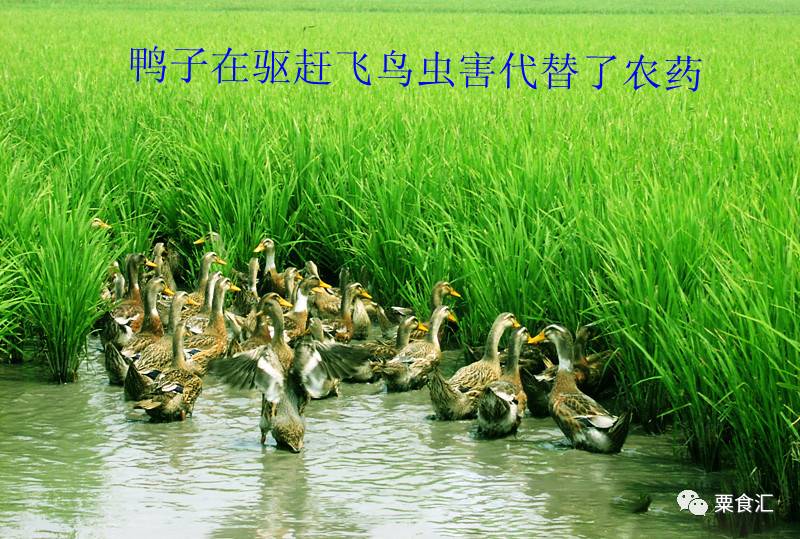 孕妇能吃有机富硒大米吗(硒米孕妇可以吃么)-硒宝网