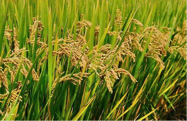 麦饭石高钙富硒河蟹大米（高钙大米有哪些）-硒宝网