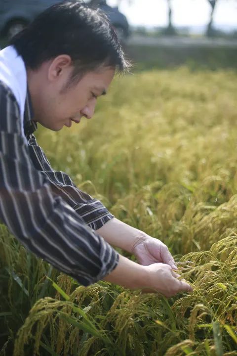 上海有机富硒大米的种植(富硒大米种植成本)-硒宝网