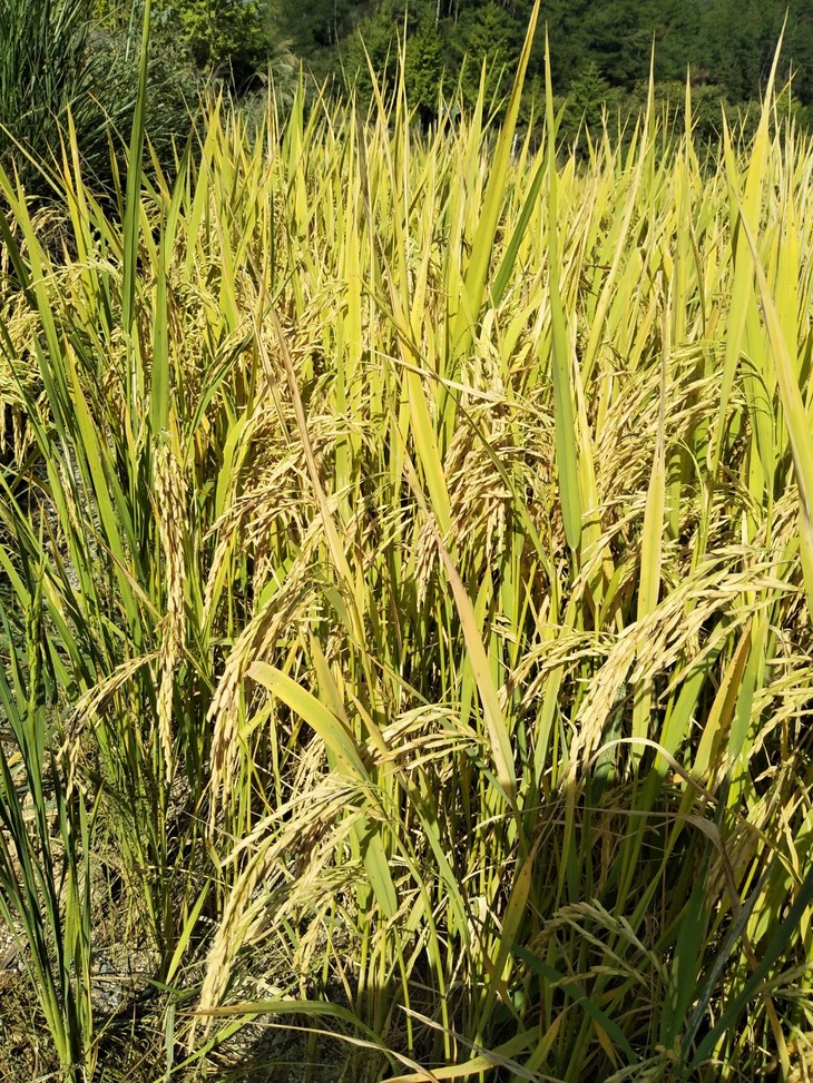 赣州富硒大米产地是哪里(大米产地赣州富硒是哪里的)-硒宝网