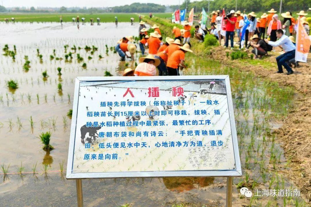 上海有机富硒大米的种植(富硒大米生产技术)-硒宝网