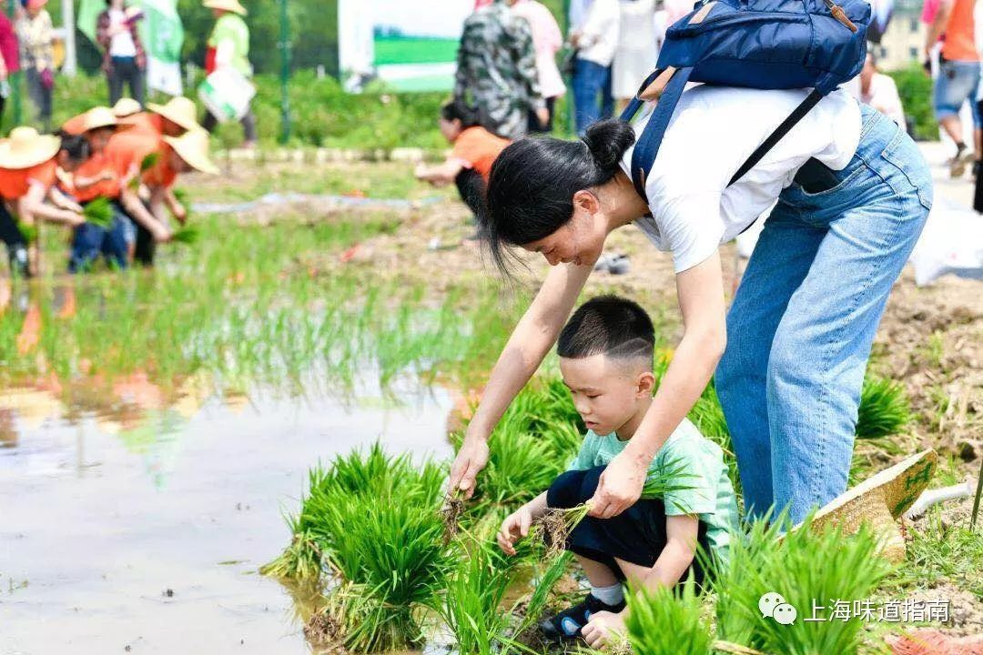 上海有机富硒大米的种植(富硒大米生产技术)-硒宝网
