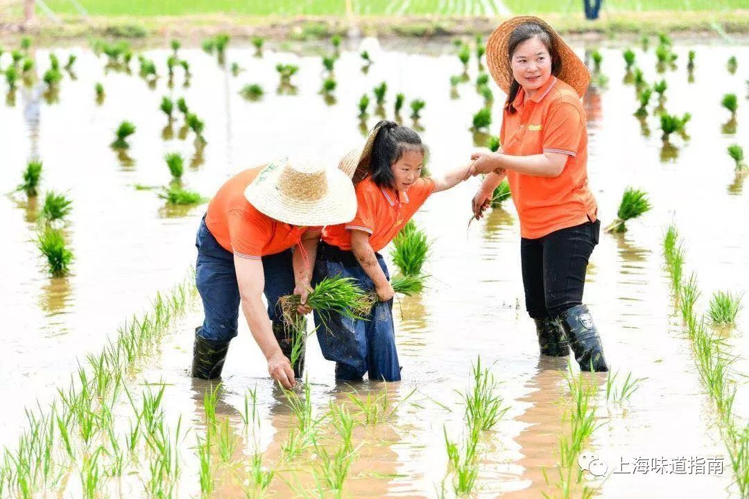 上海有机富硒大米的种植(富硒大米生产技术)-硒宝网