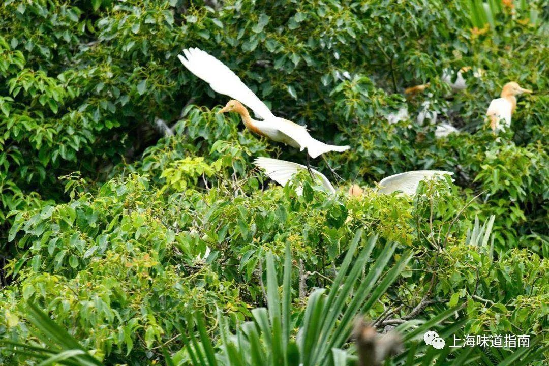 上海有机富硒大米的种植(富硒大米生产技术)-硒宝网