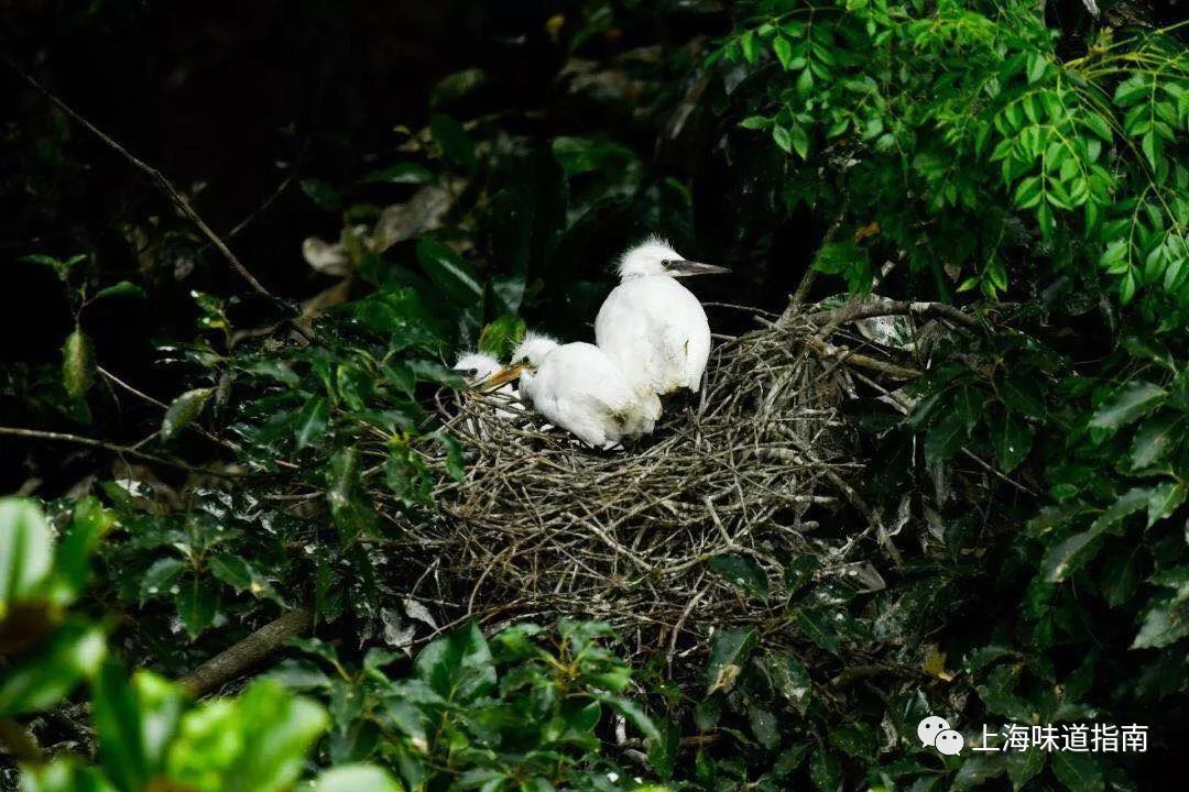 上海有机富硒大米的种植(富硒大米生产技术)-硒宝网