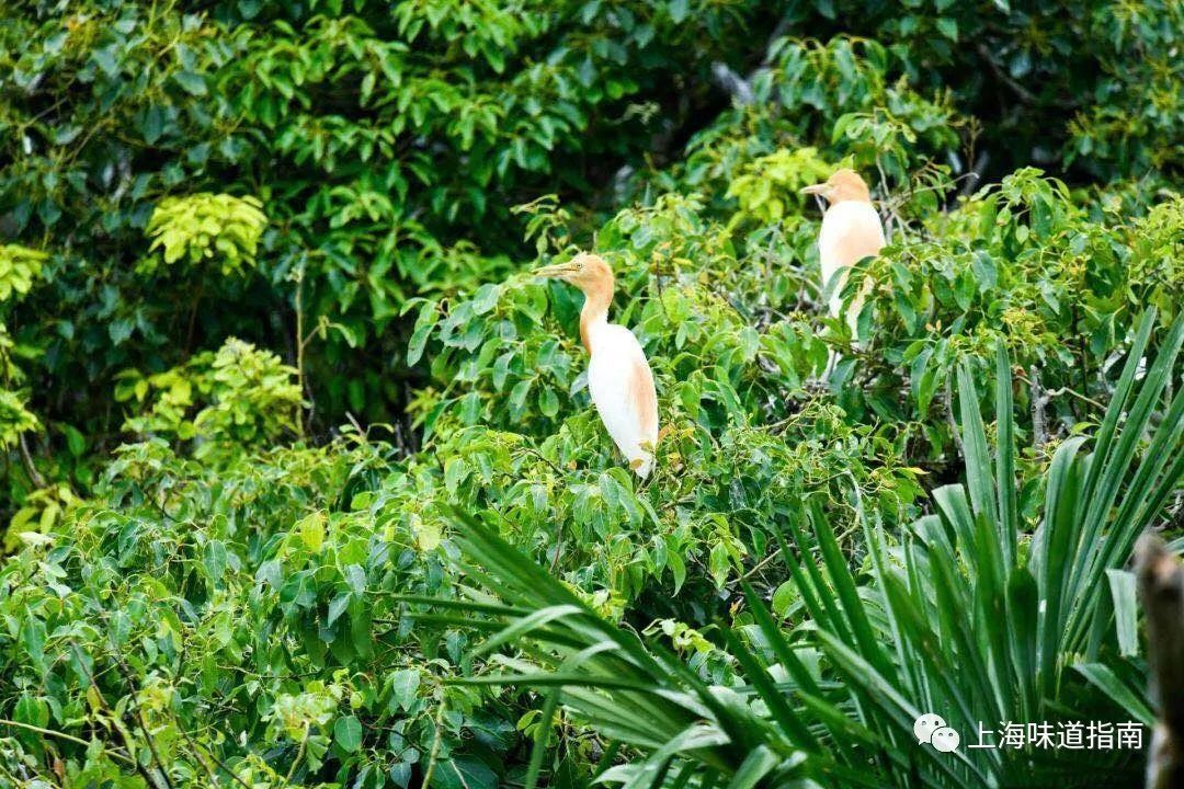 上海有机富硒大米的种植(富硒大米生产技术)-硒宝网