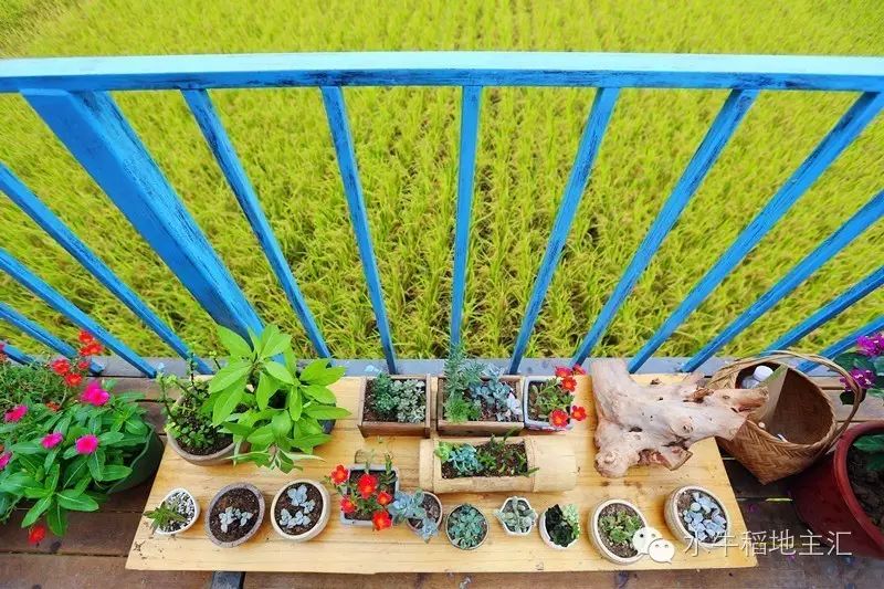 源硒地高富硒大米十斤装（富硒优质大米）-硒宝网