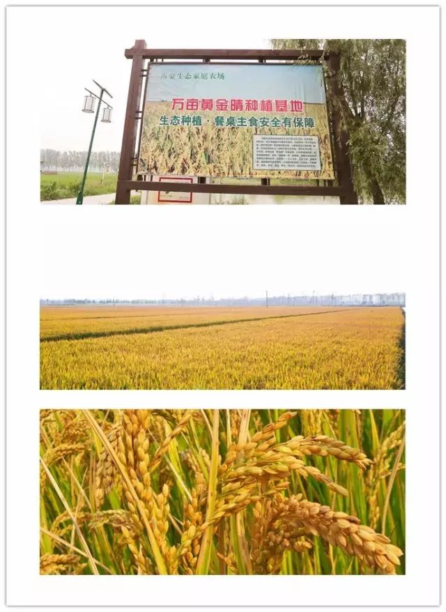 源硒地高富硒大米十斤装（富硒优质大米）-硒宝网