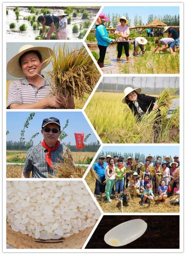 源硒地高富硒大米十斤装（富硒优质大米）-硒宝网