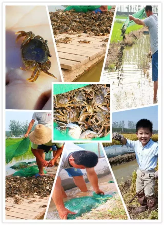 源硒地高富硒大米十斤装（富硒优质大米）-硒宝网