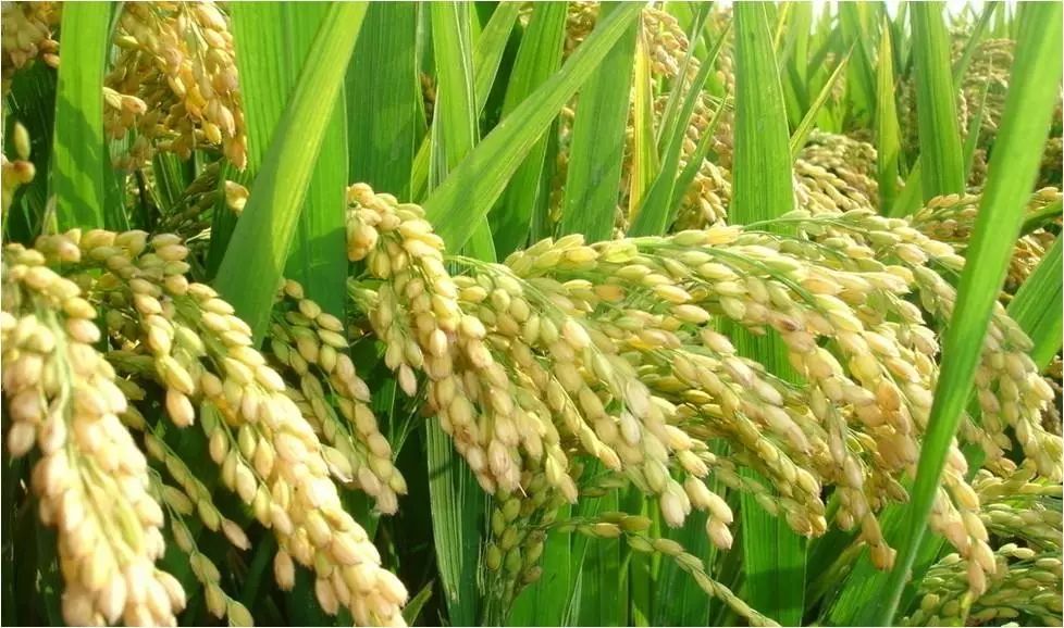 方正富硒大米价格20斤(方正富硒米多少钱一斤)-硒宝网