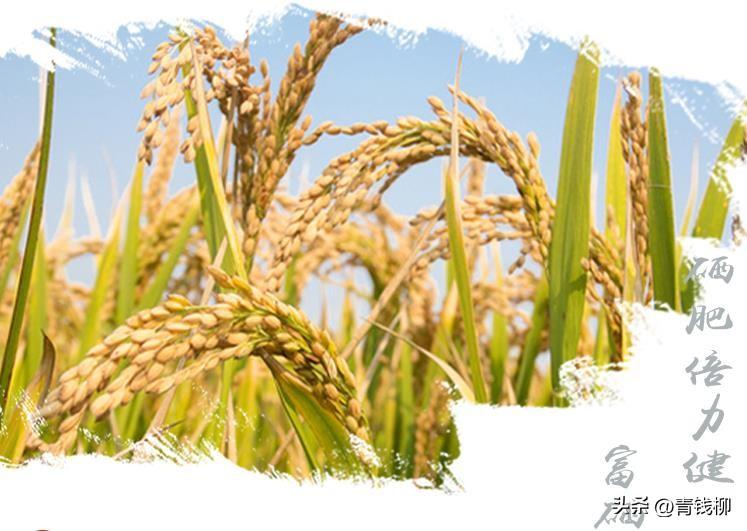 安康哪里产富硒大米的好(陕西富硒大米)-硒宝网