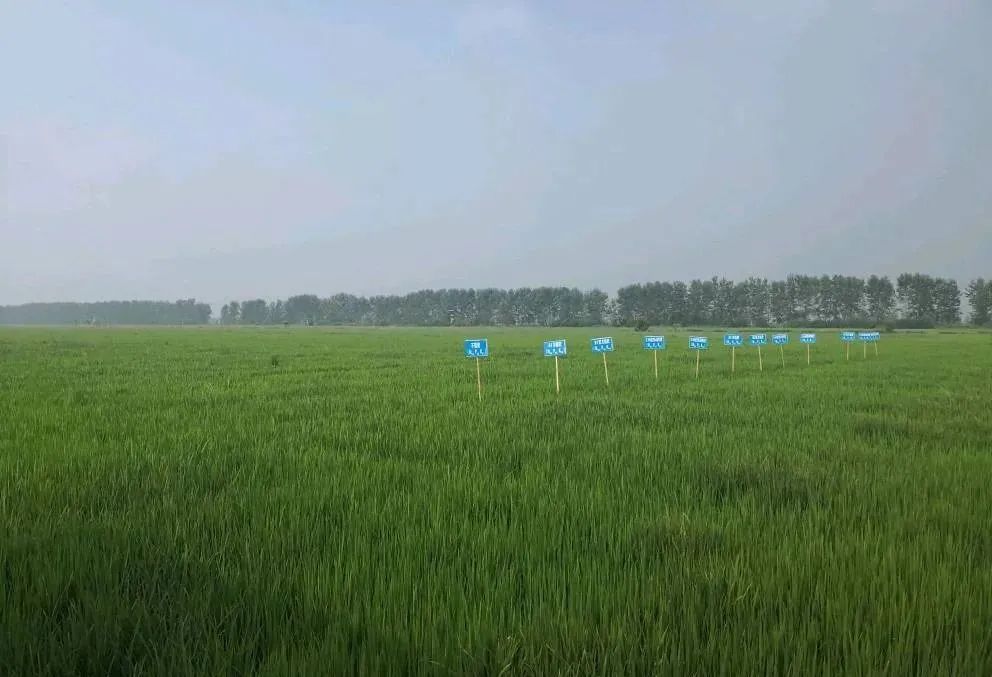 恩施富硒大米产业园规划(湖北恩施大米含硒高吗)-硒宝网