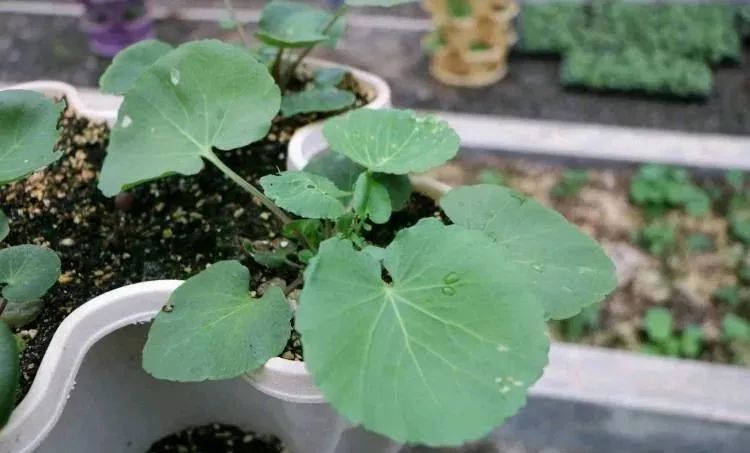 恩施富硒大米产业园规划(湖北恩施大米含硒高吗)-硒宝网