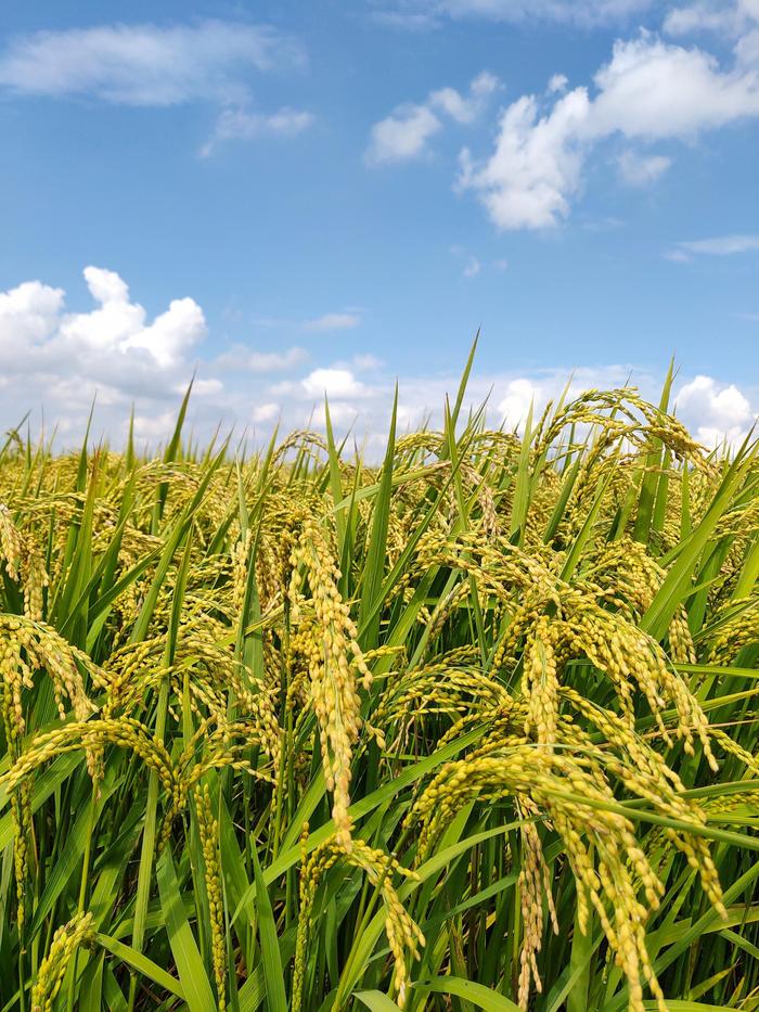 万昌稻花香有机富硒大米（富硒大米和稻花香大米哪个好）-硒宝网