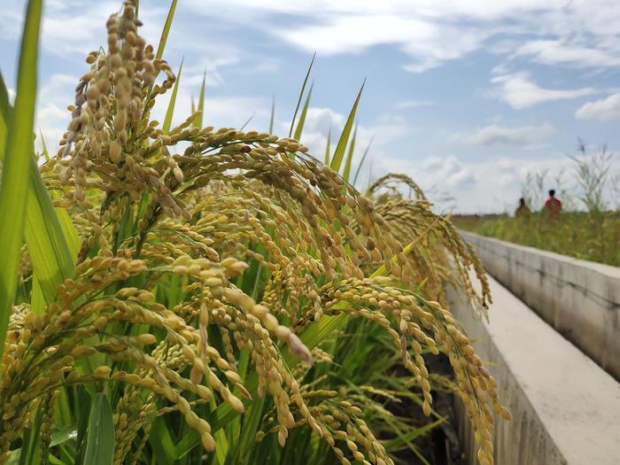 万昌稻花香有机富硒大米（富硒大米和稻花香大米哪个好）-硒宝网