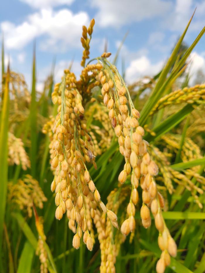 万昌稻花香有机富硒大米（富硒大米和稻花香大米哪个好）-硒宝网