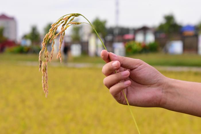 万昌稻花香有机富硒大米（富硒大米和稻花香大米哪个好）-硒宝网