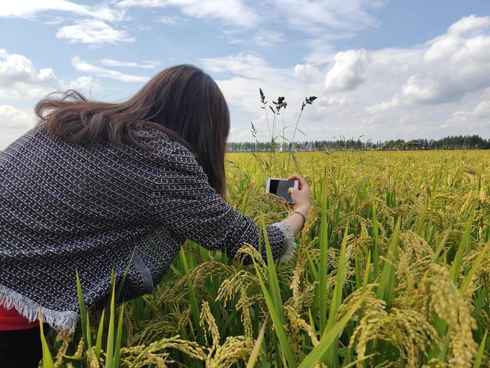 万昌稻花香有机富硒大米（富硒大米和稻花香大米哪个好）-硒宝网