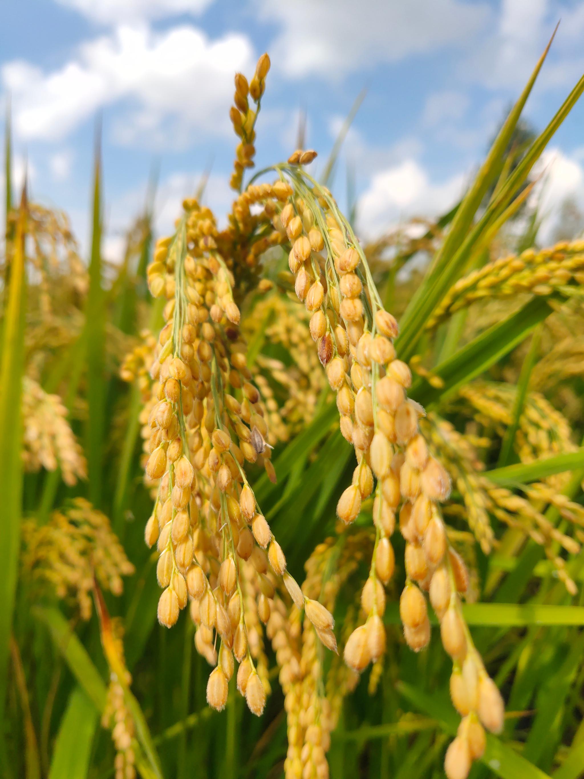 万昌稻花香有机富硒大米（富硒大米和稻花香大米哪个好）-硒宝网