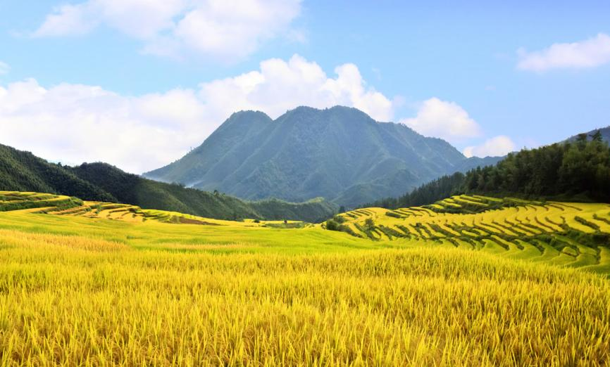 丰城乡意浓有机富硒大米（丰悦富硒大米）-硒宝网