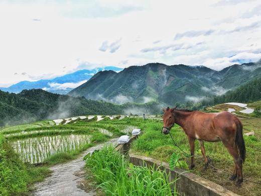 丰城乡意浓有机富硒大米（丰悦富硒大米）-硒宝网