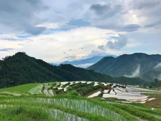 丰城乡意浓有机富硒大米（丰悦富硒大米）-硒宝网