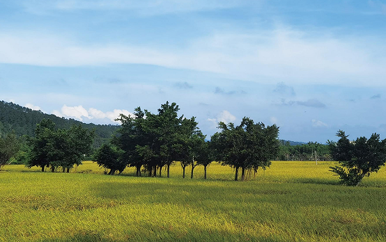丰城乡意浓有机富硒大米（丰悦富硒大米）-硒宝网