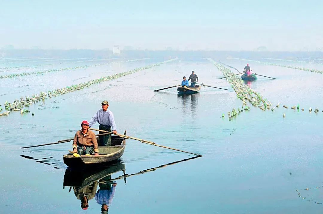 丰城乡意浓有机富硒大米(丰城乡意浓富硒米科技有限公司)-硒宝网