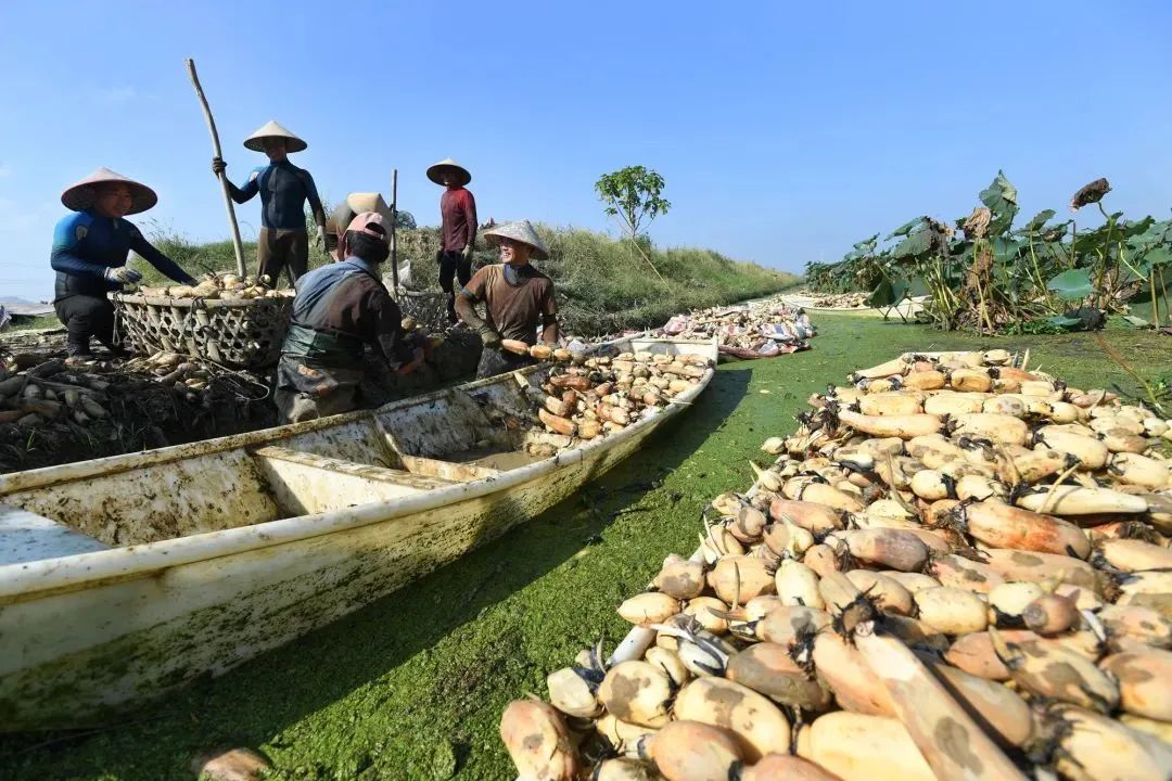 丰城乡意浓有机富硒大米(丰城乡意浓富硒米科技有限公司)-硒宝网