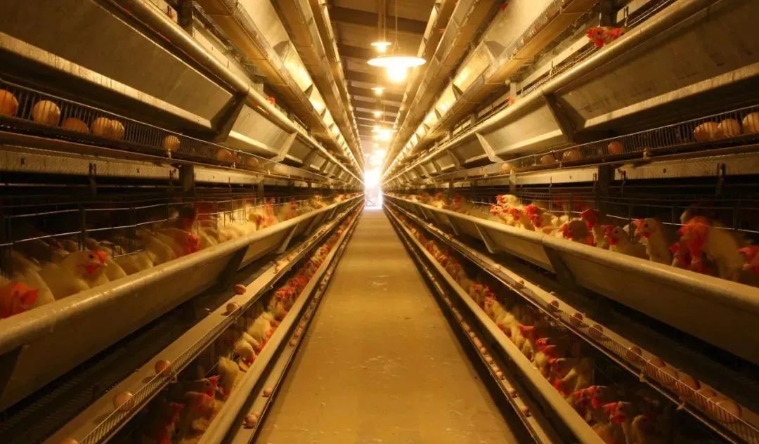 丰城乡意浓有机富硒大米(丰城乡意浓富硒米科技有限公司)-硒宝网