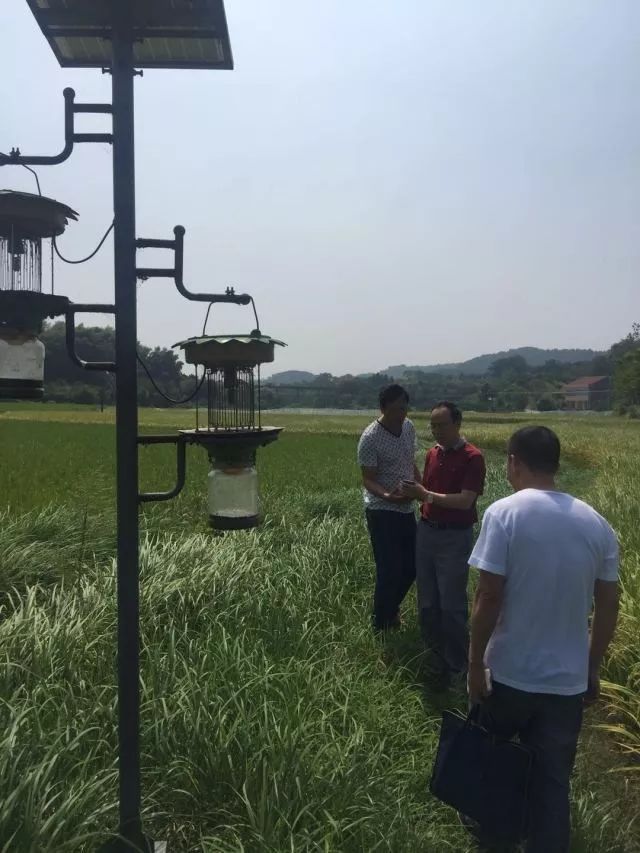 富硒大米和普通米混着吃(富硒大米能补硒吗)-硒宝网