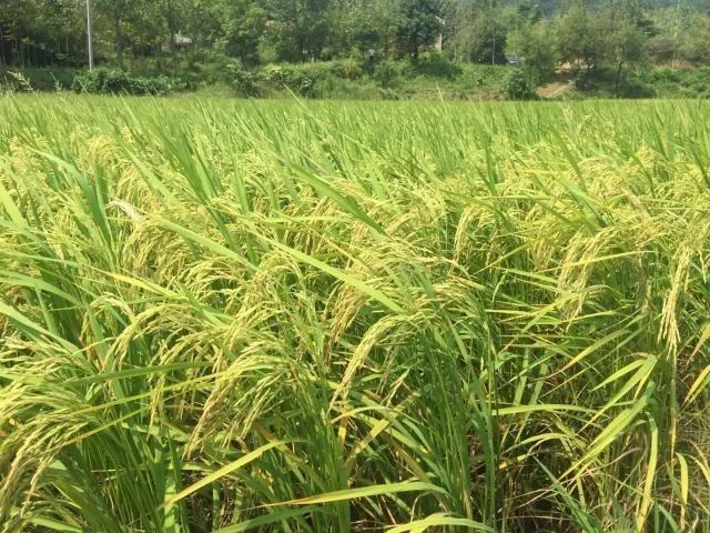 富硒大米和普通米混着吃(富硒大米能补硒吗)-硒宝网