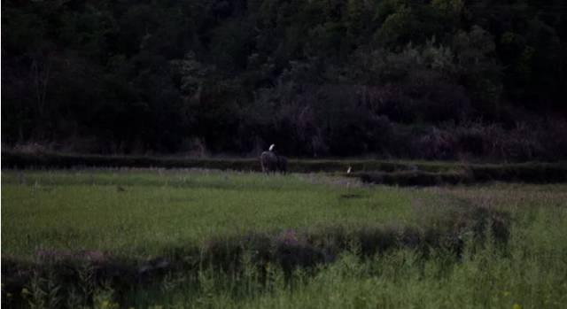 富硒大米和普通米混着吃(富硒大米能补硒吗)-硒宝网