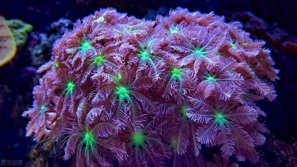 柳河大米火山岩富硒稻米（吉林火山岩富硒大米）-硒宝网