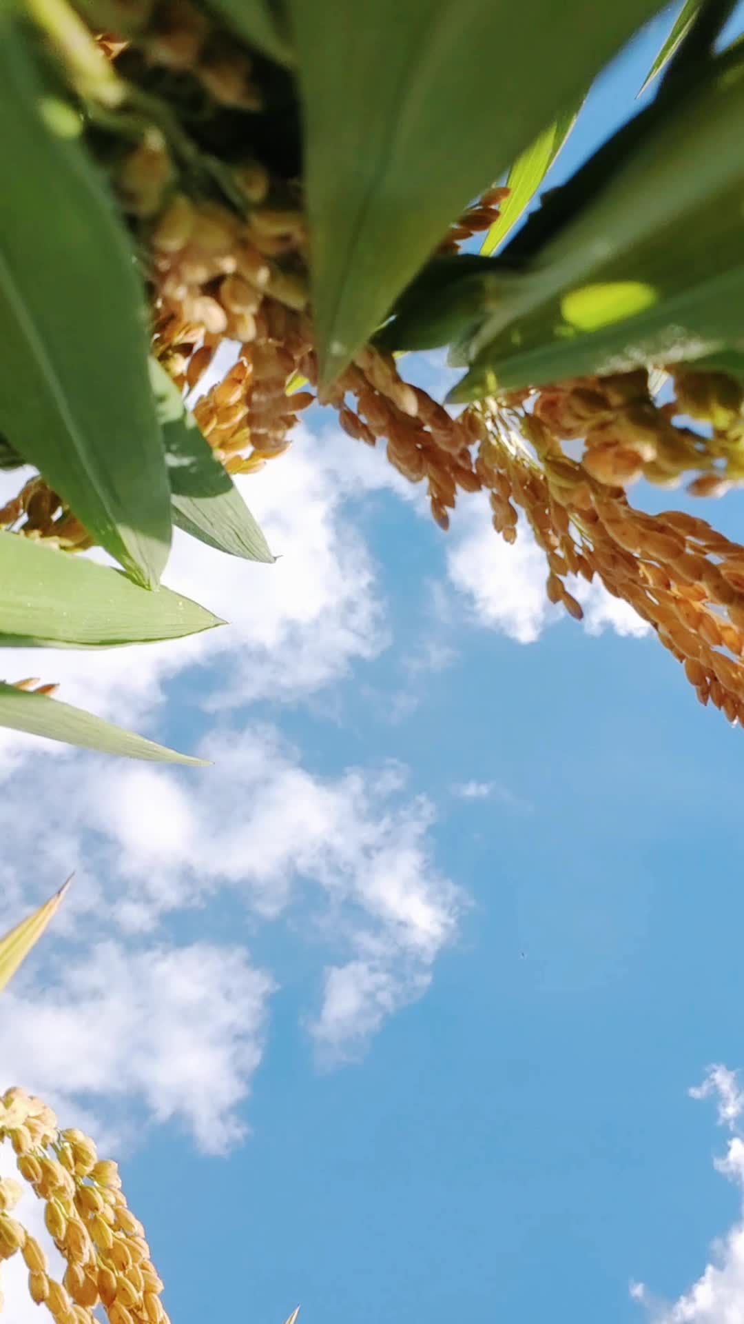 富硒大米新品种介绍视频（富硒大米成分表）-硒宝网