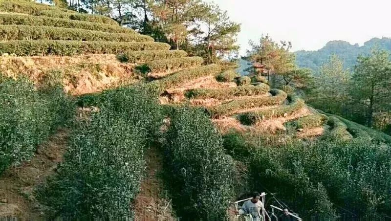 成都有机富硒大米的化肥（富硒大米种植成本）-硒宝网