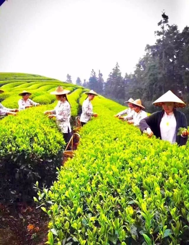 成都有机富硒大米的化肥（富硒大米种植成本）-硒宝网